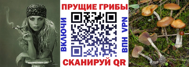 Псилоцибиновые грибы мицелий  Купить  Тырныауз 